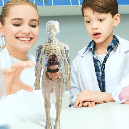 🧑‍🎄🎁Perfekt present till barn🧑‍⚕️Tydlig modell av människokroppens struktur