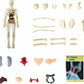 🧑‍🎄🎁Perfekt present till barn🧑‍⚕️Tydlig modell av människokroppens struktur